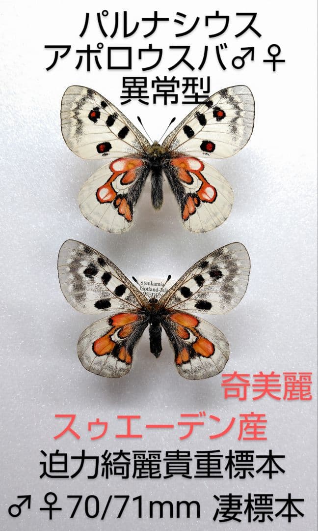 【パルナシウス】アポロウスバ ♂♀異常型標本★スゥエーデン産★奇抜美麗ペア