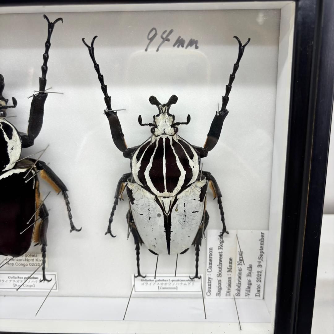 M◆ゴライアスオオツノハナムグリ　2頭　昆虫標本