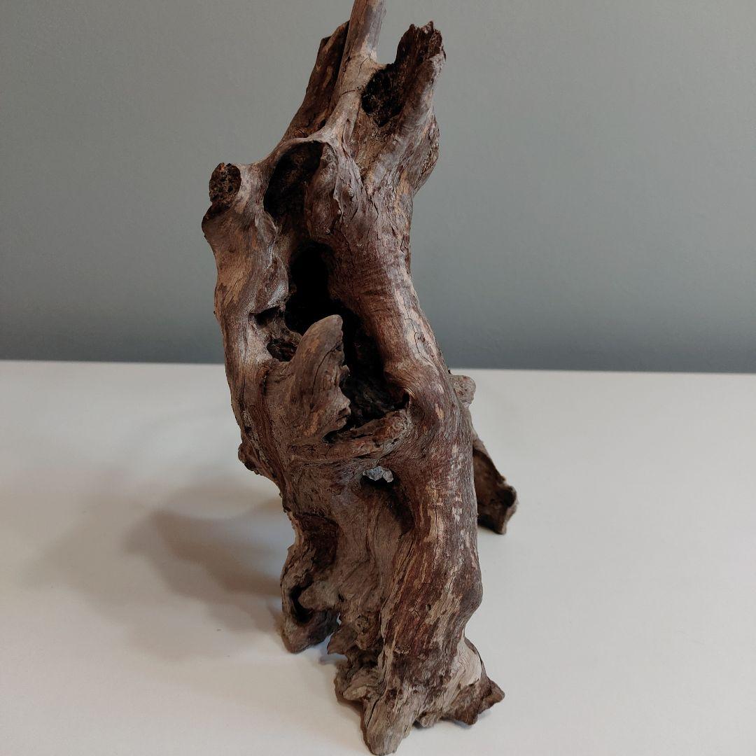 ホーンウッド アクアリウム 爬虫類 登り木 流木 w22×d12×h27
