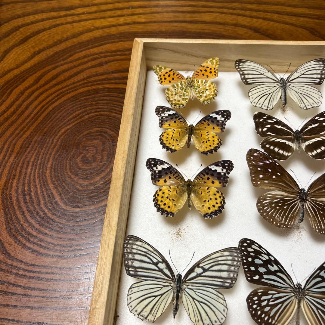 蝶の標本 15匹 木製フレーム