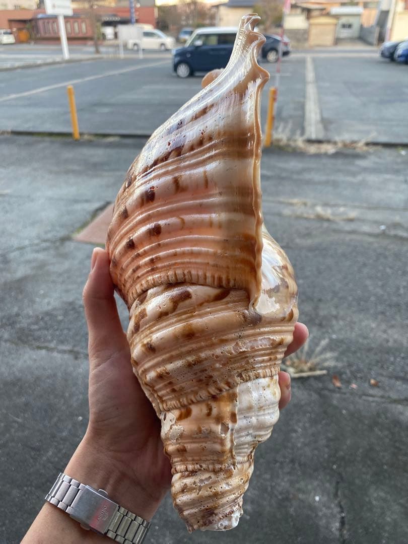 法螺貝　ホラ貝　34cm 1キロ前後