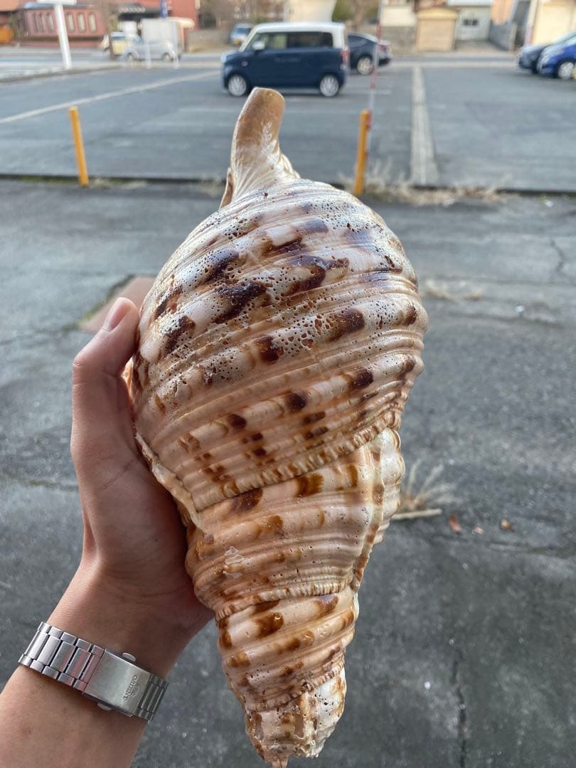 法螺貝　ホラ貝　34cm 1キロ前後