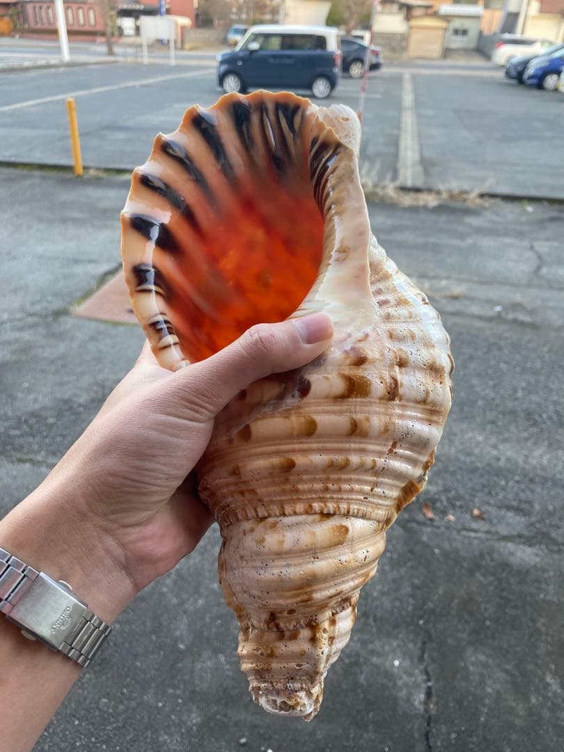 法螺貝　ホラ貝　34cm 1キロ前後
