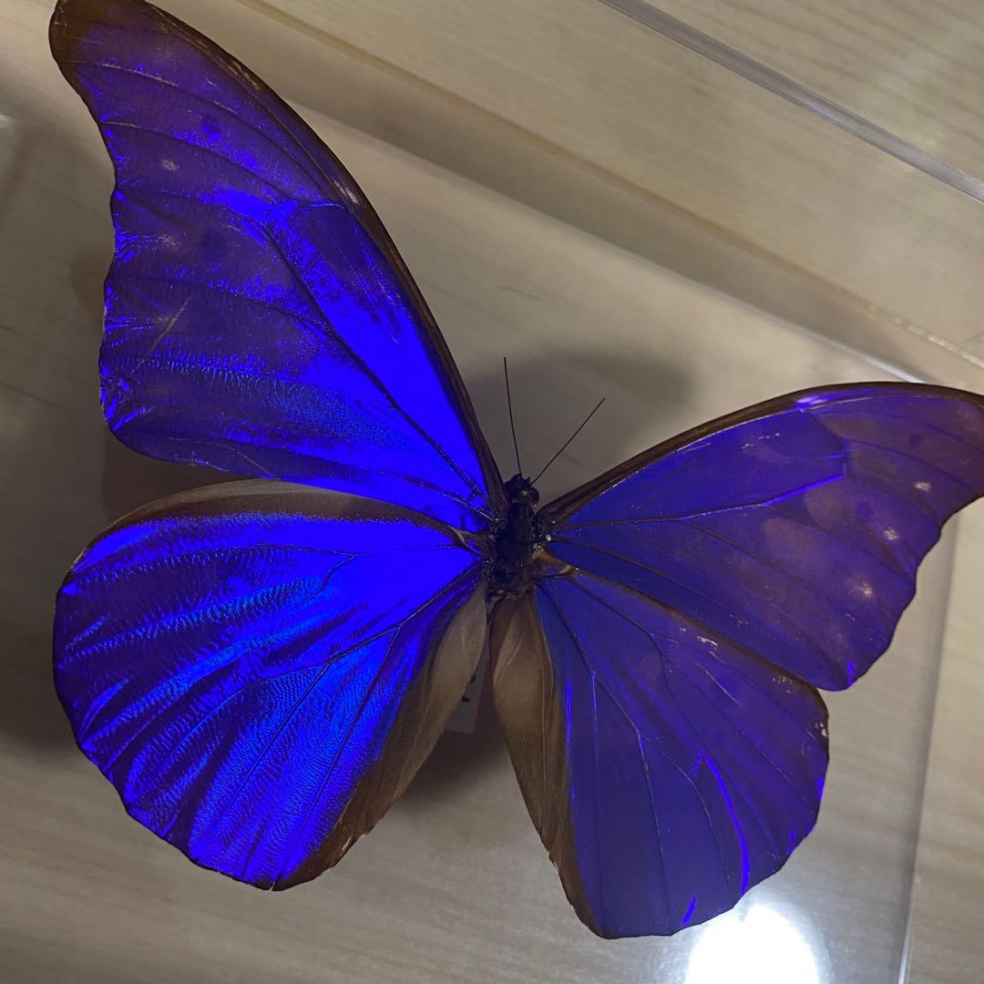 にこべー様 2点セット 専用出品