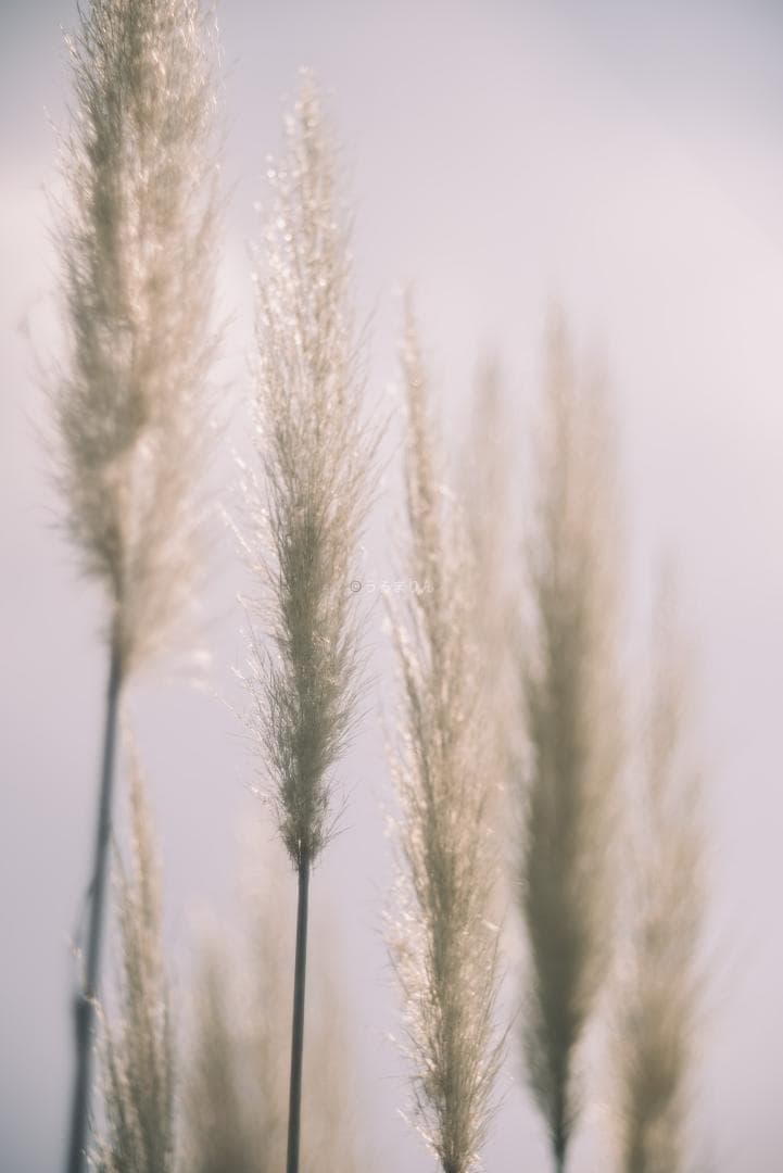 格安！バブルボケ！Meyer TRIOPLAN 100mm F2.8 ゼブラ