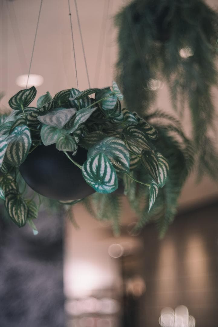 格安！バブルボケ！Meyer TRIOPLAN 100mm F2.8 ゼブラ