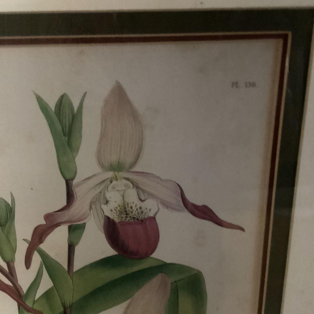 シペリウジウム　カルルム　【蘭科アツモリ草属】シンガポールラッフル