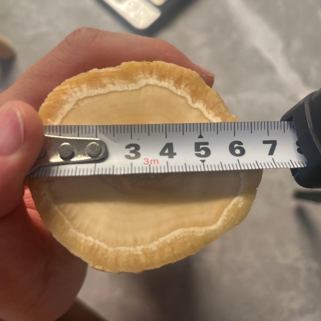 ウニコール イッカク鯨 鯨歯 超貴重 ブロック材 標本