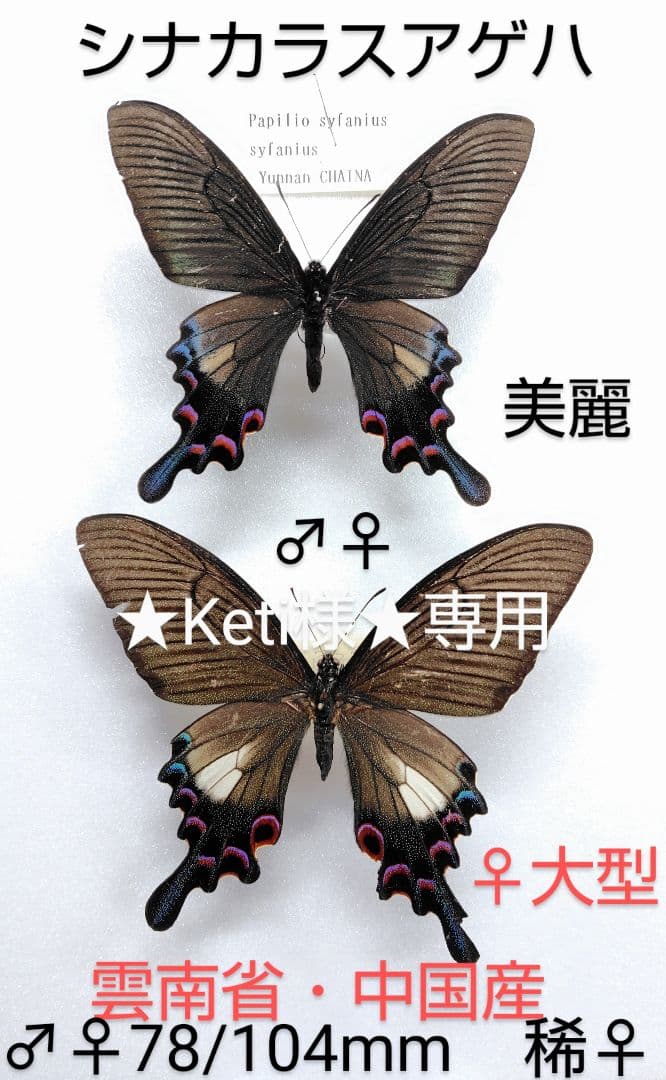 ★Keti★シナカラスアゲハ♂♀ 標本★雲南省中国産78mm・104mm