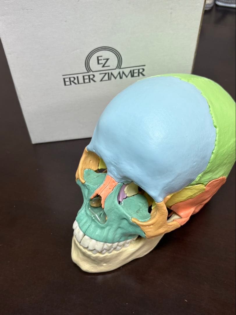 ERLER ZIMMER 人体模型 頭蓋骨