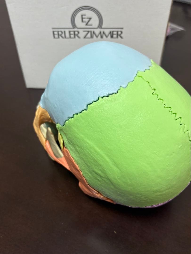 ERLER ZIMMER 人体模型 頭蓋骨