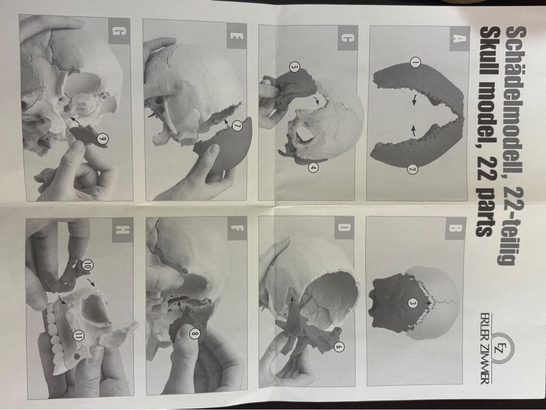 ERLER ZIMMER 人体模型 頭蓋骨