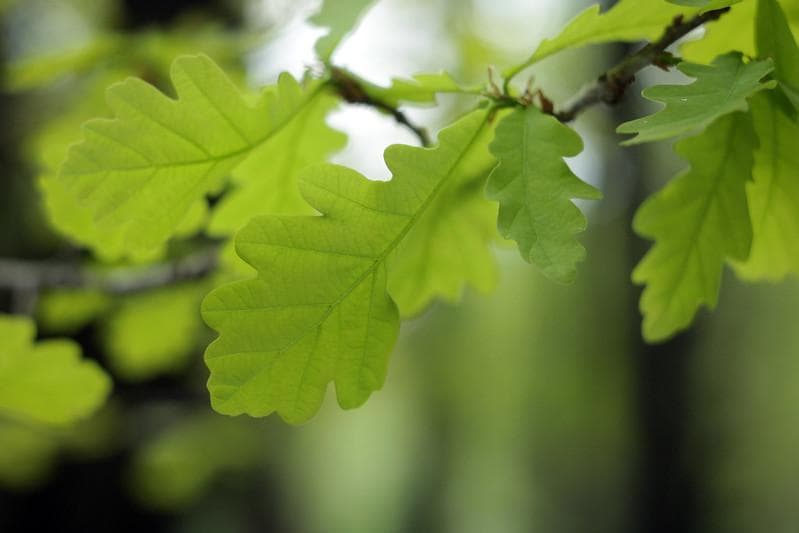 33 未使用　ぐるぐるボケレンズ　 ヘリオス　44-2　M42