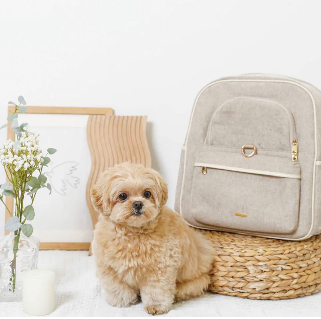 ＊タグ付モンシェリ　パイピングリュックキャリー＊