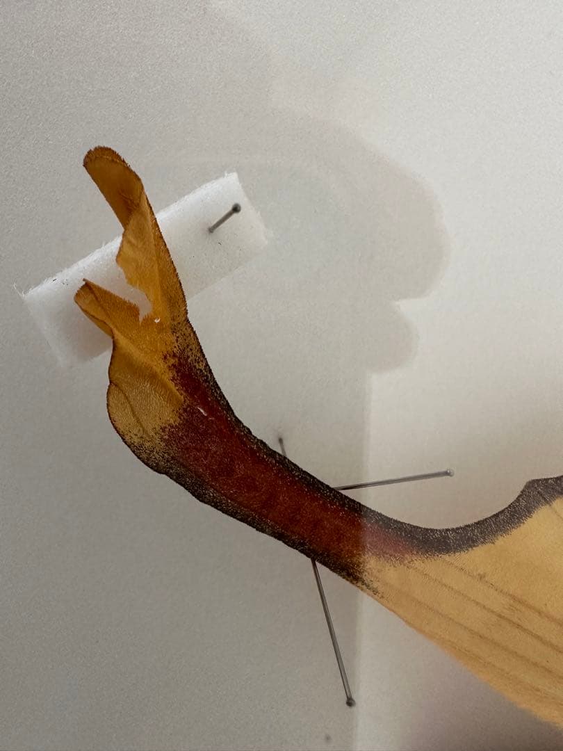 【にこベー★】標本箱ドイツ箱 黒色 UV加工6箱 蝶と蛾の標本