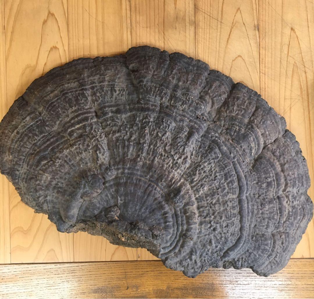 サルノコシカケ　アンティーク