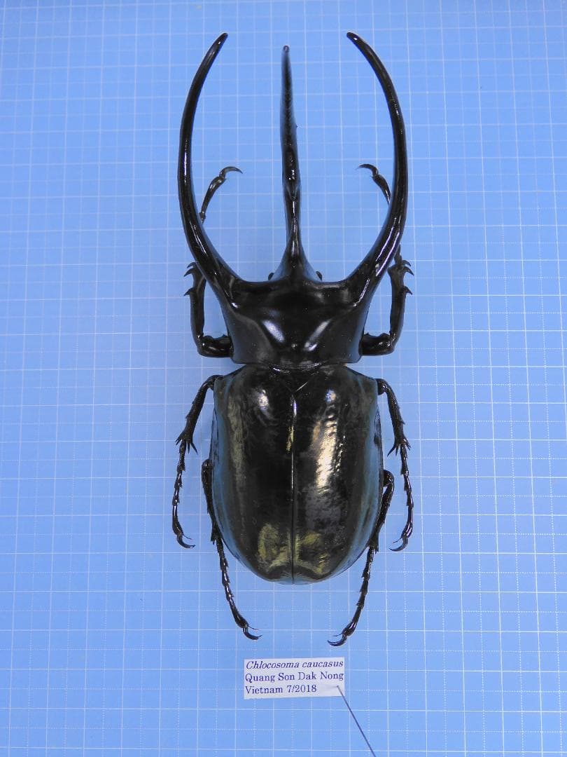 ベトナム産　コーカサスオオカブト　120mm