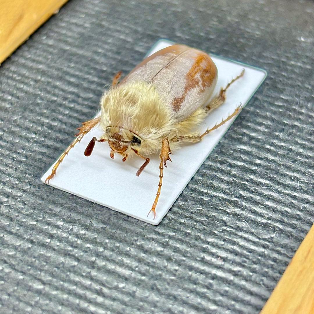 モフモフの立て髪のゴリラコガネ④【標本】