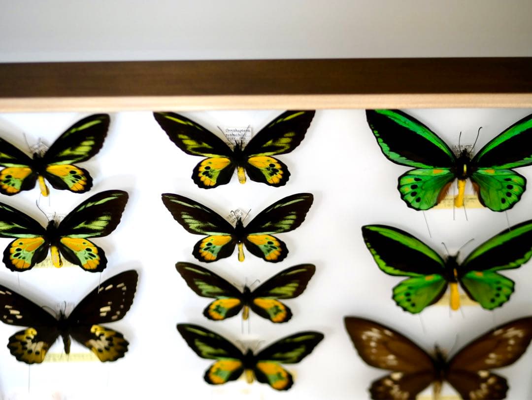 蝶標本  ロスチャイルドトリバネアゲハ 産地別コレクション 研究用 大型ドイツ箱