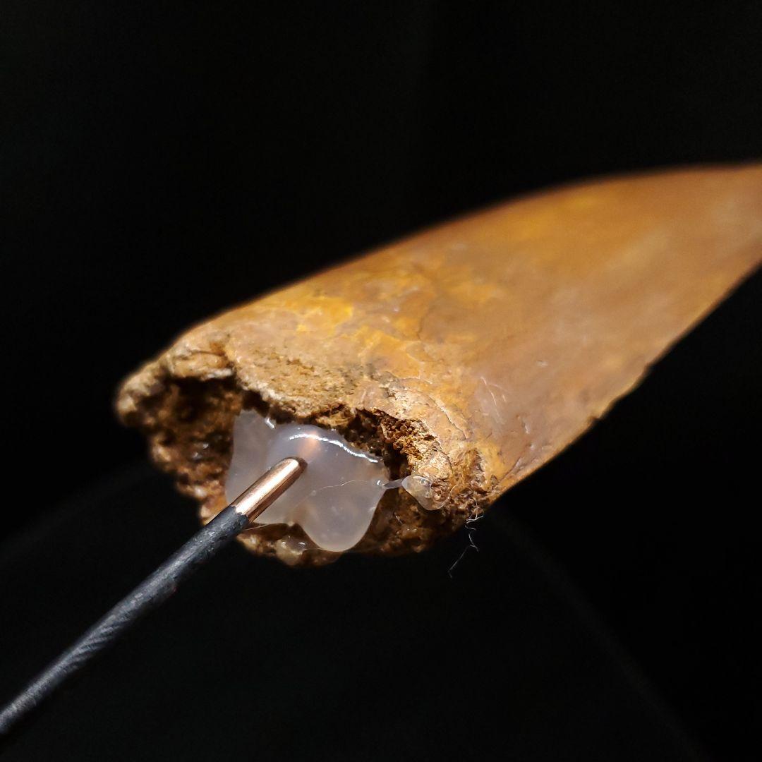 カルカロドントサウルス 歯 化石 本物 モロッコ産 99.24mm fr92