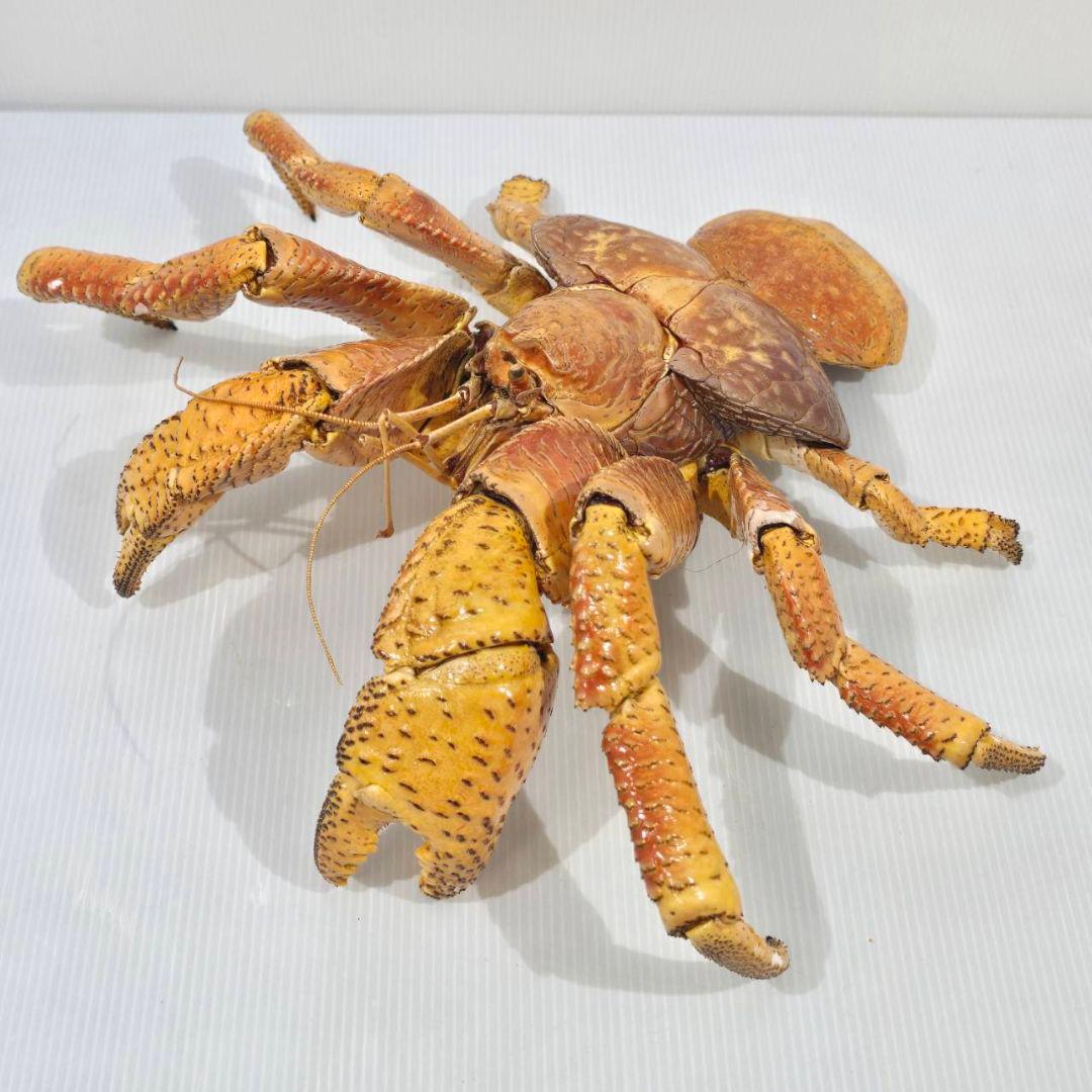 ヤシガニ 剥製 標本 現地土産品 沖縄 当時物