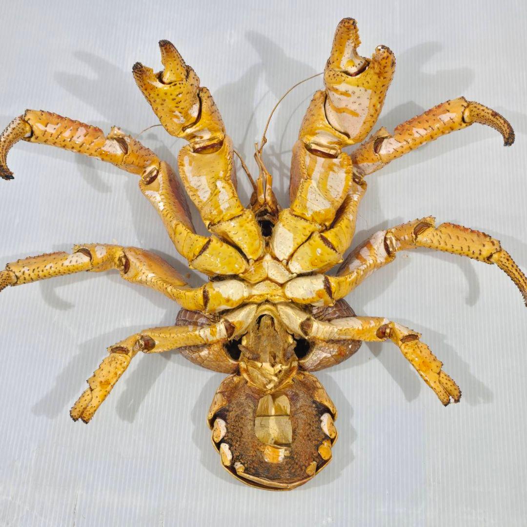 ヤシガニ 剥製 標本 現地土産品 沖縄 当時物