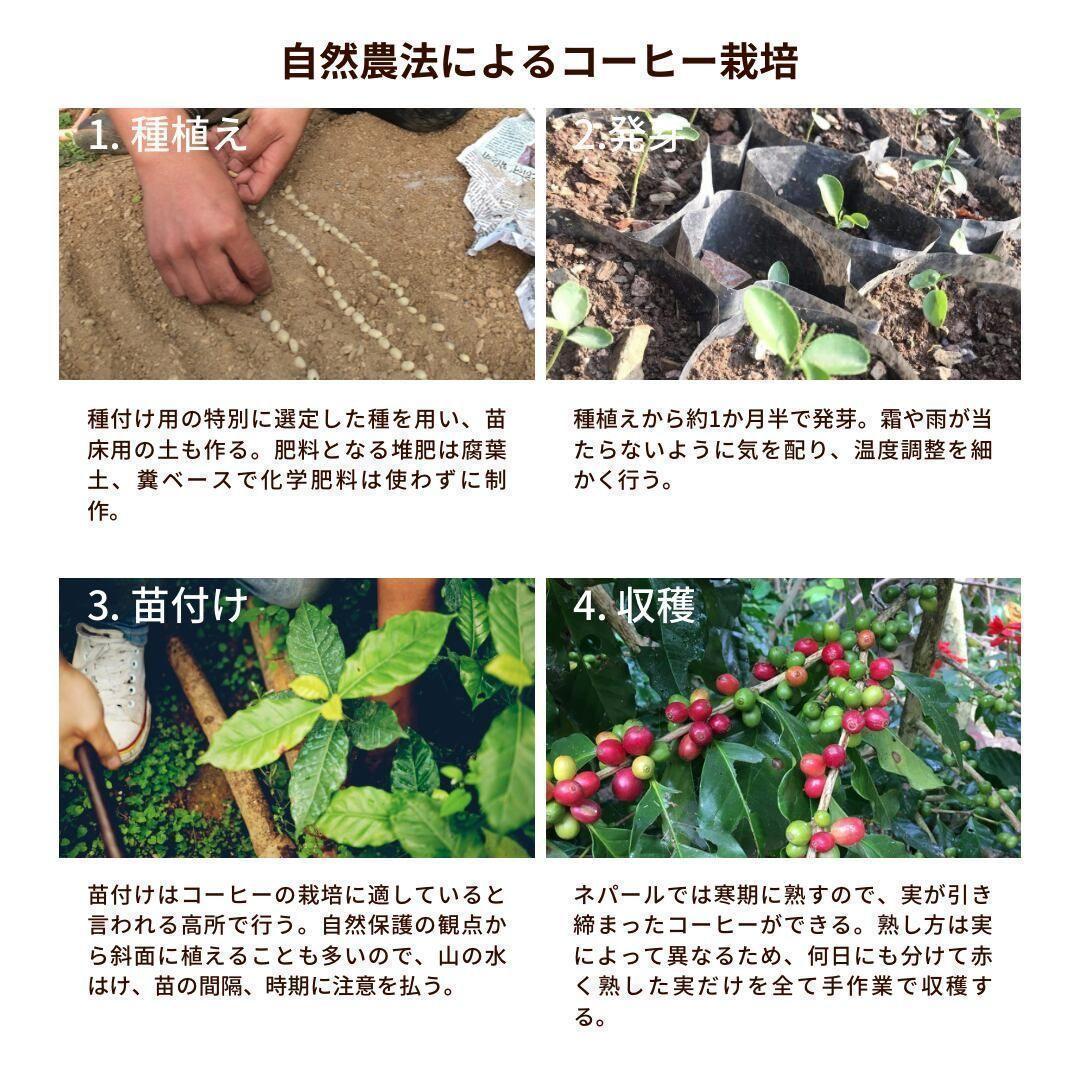 ○オーガニックコーヒー ライト フェアトレード 1kg 粉 コーヒー豆 ネパール