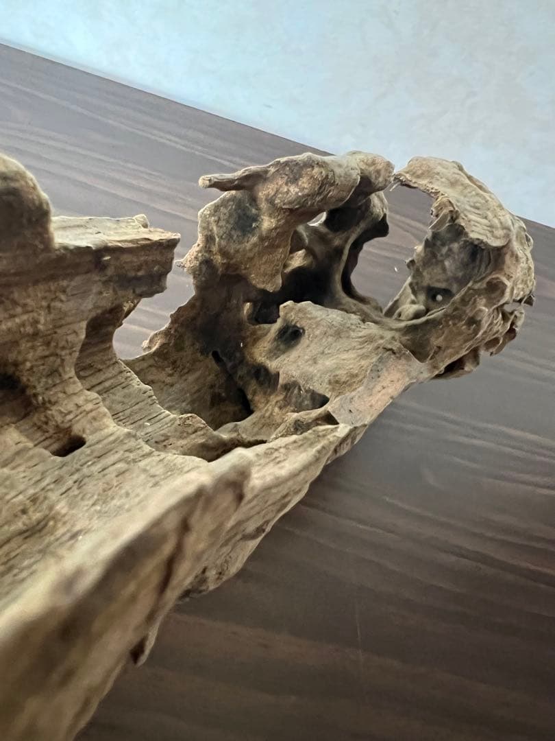 (XM-158) 流木　マシンガンウッド　ブランチウッド　アクアリウム