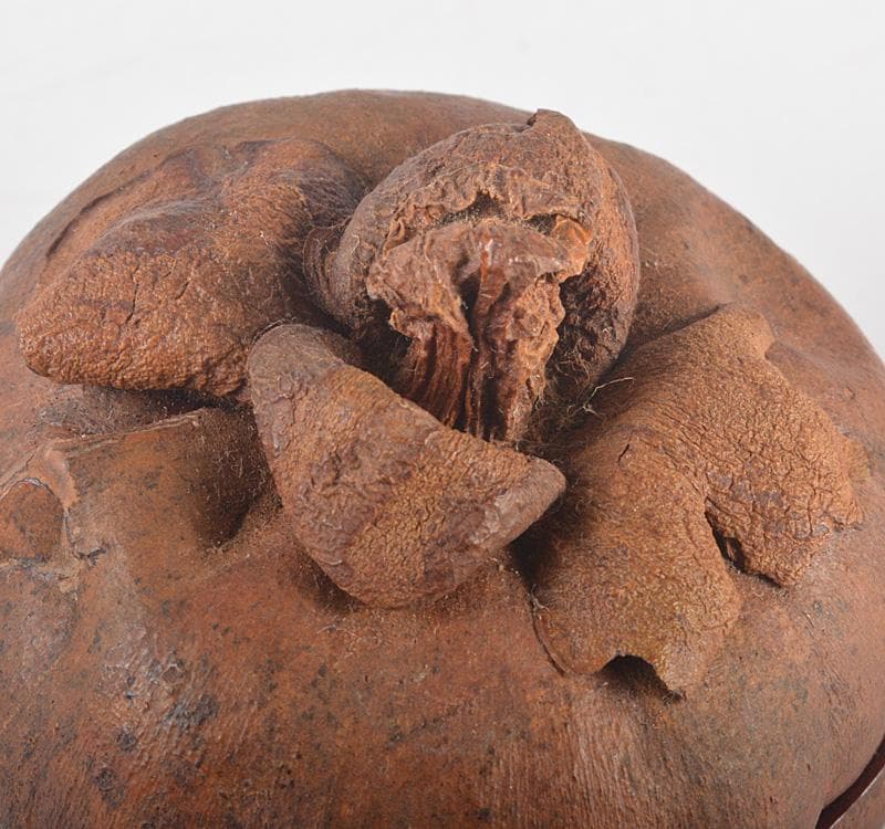 茶道具　マンゴスチン　内漆塗　時代箱　花押あり　M　R5248