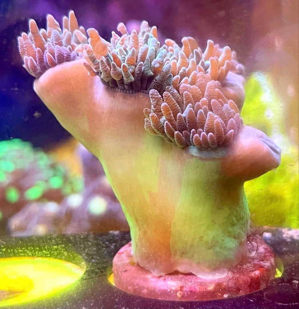 Yasu様　2点セット