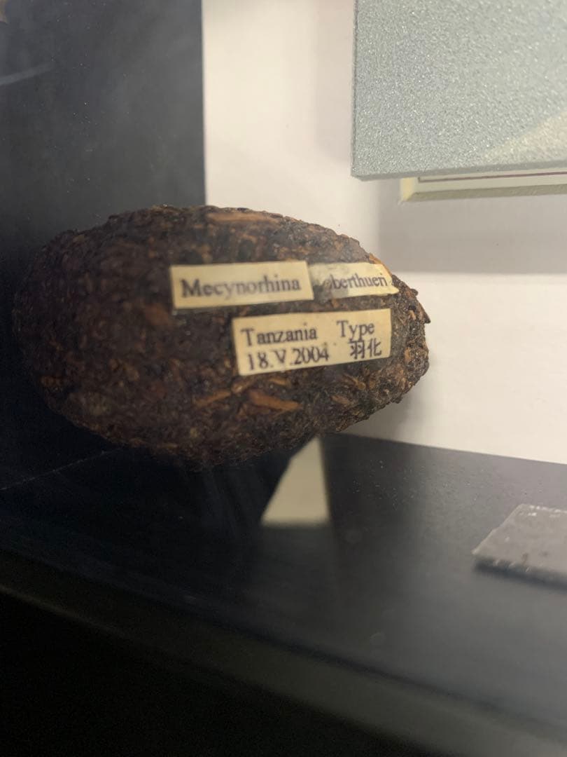 オーベルチュールオオツノカナブン