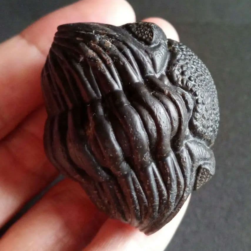 化石　骨格　標本　三葉虫　ファコプス　大型種