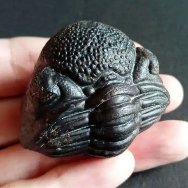 化石　骨格　標本　三葉虫　ファコプス　大型種