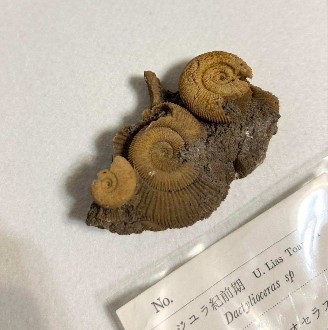 ジュラ紀前期 アンモナイト ダクティリオセラス 化石 標本 ドイツ産