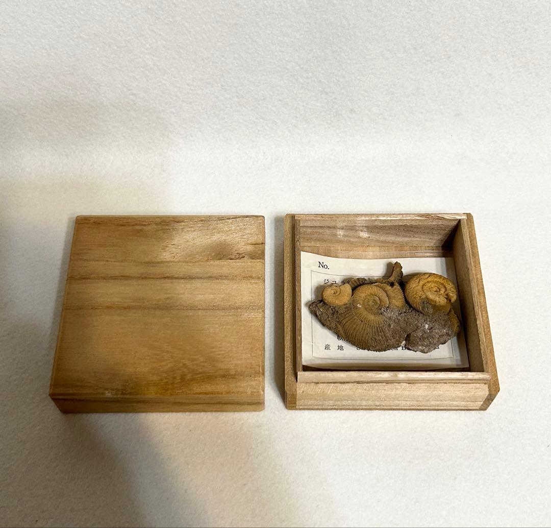 ジュラ紀前期 アンモナイト ダクティリオセラス 化石 標本 ドイツ産