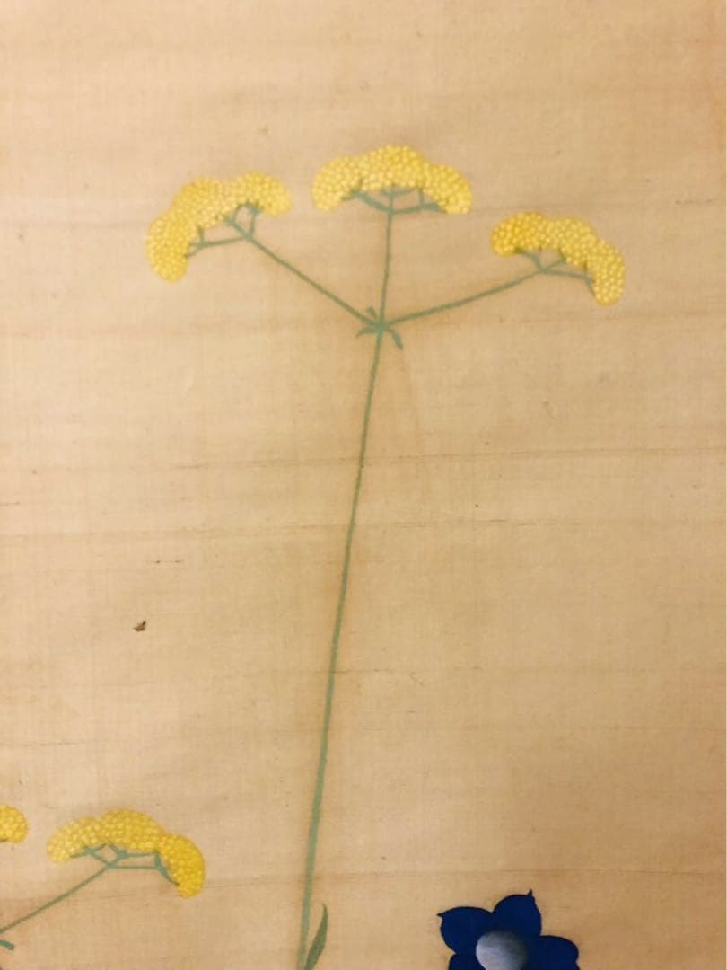 模写　酒井抱一 『秋草之図』 /掛軸 肉筆 時代箱　日本画