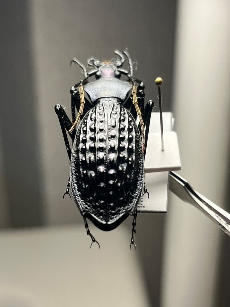 【43mm】アロウトゲオサムシ エリスカブリモドキ標本　オサムシ