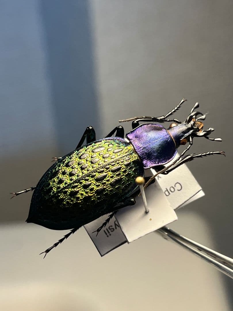 【極美個体】エリスカブリモドキ オサムシ標本 オサムシ マイマイカブリハンミョウ