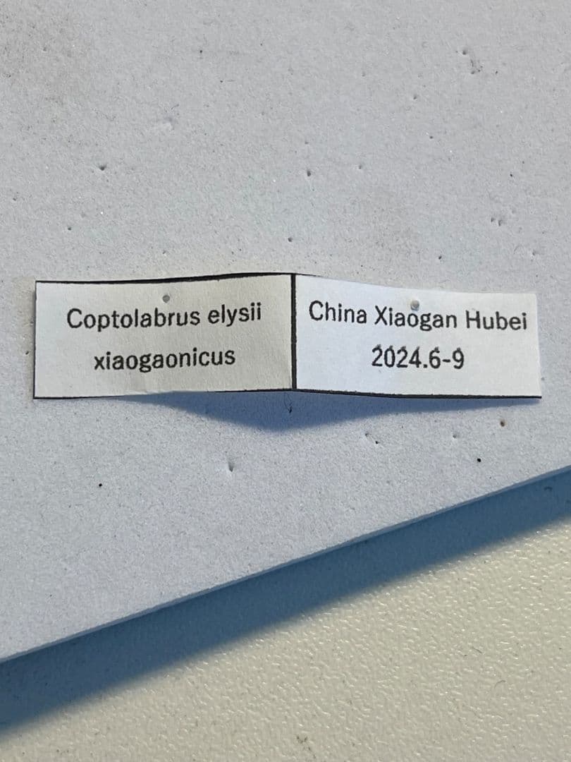 【極美個体】エリスカブリモドキ オサムシ標本 オサムシ マイマイカブリハンミョウ