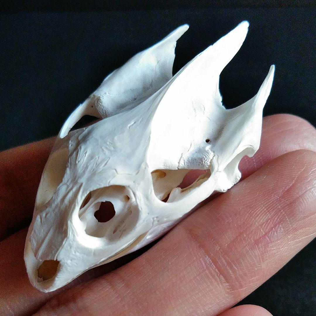 頭骨　骨格　標本　カメ　スッポン　55mm