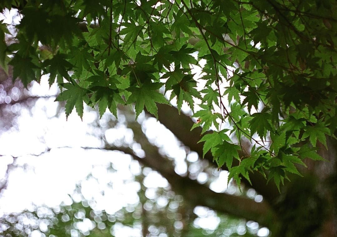 オリンパスペンD 実写済み OLYMPUS PEN D