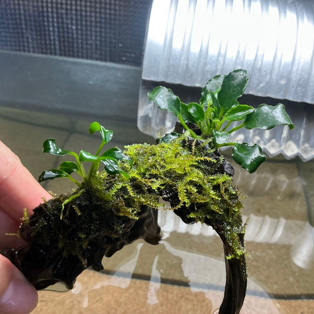 Akira様 リクエスト 3点 まとめ商品　水草