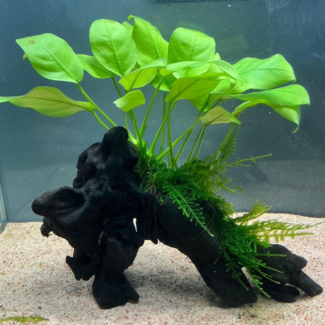 Akira様 リクエスト 3点 まとめ商品　水草