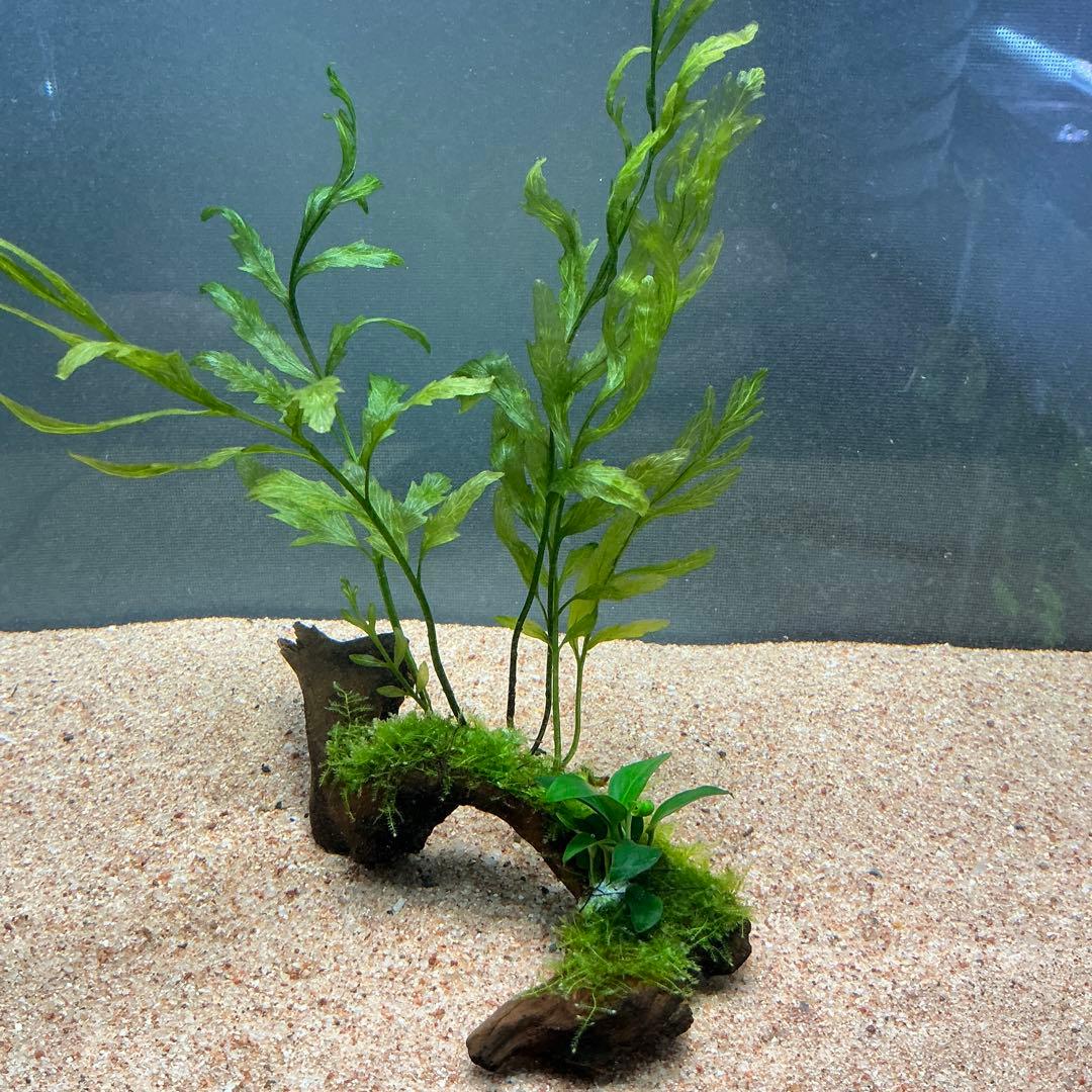 Akira様 リクエスト 3点 まとめ商品　水草