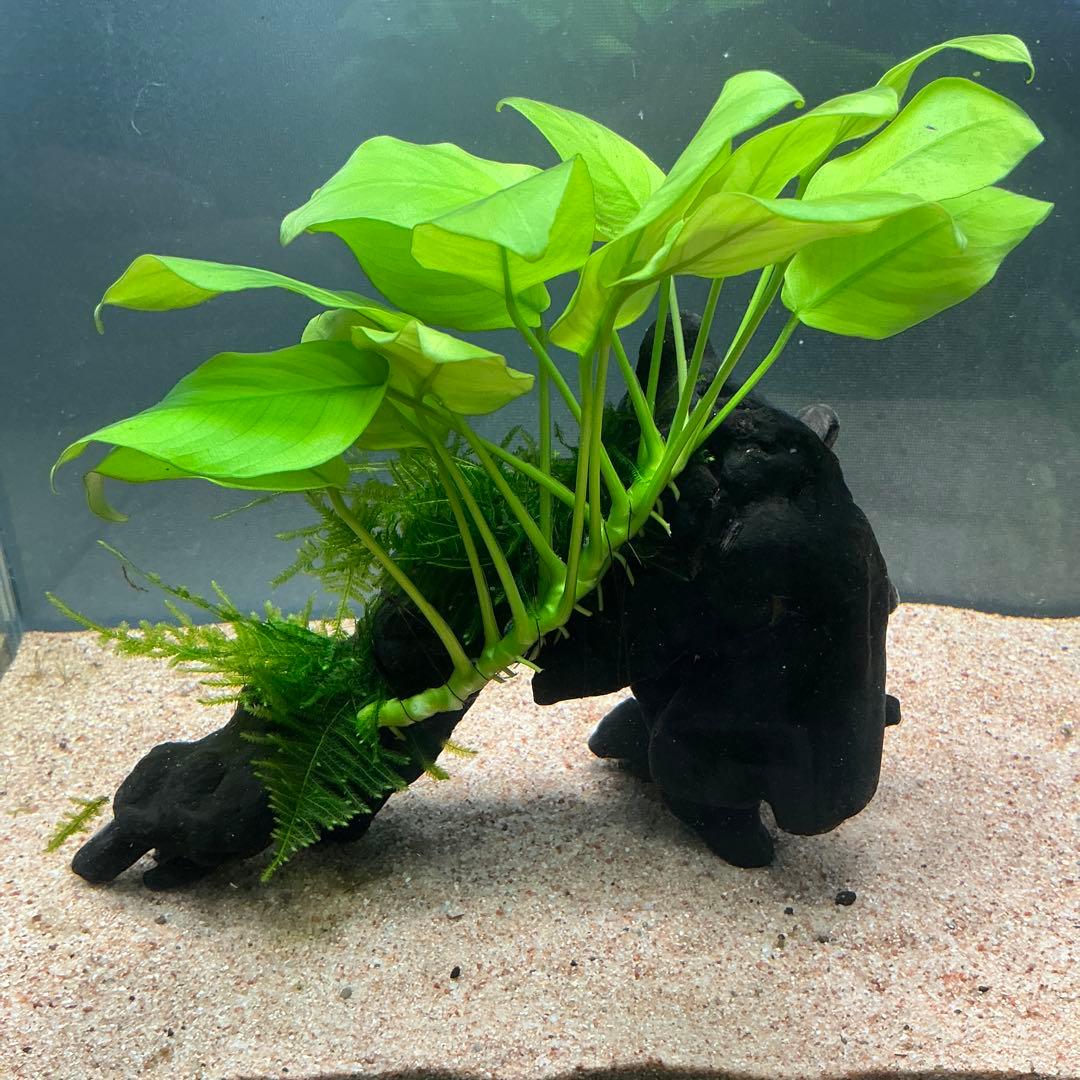 Akira様 リクエスト 3点 まとめ商品　水草