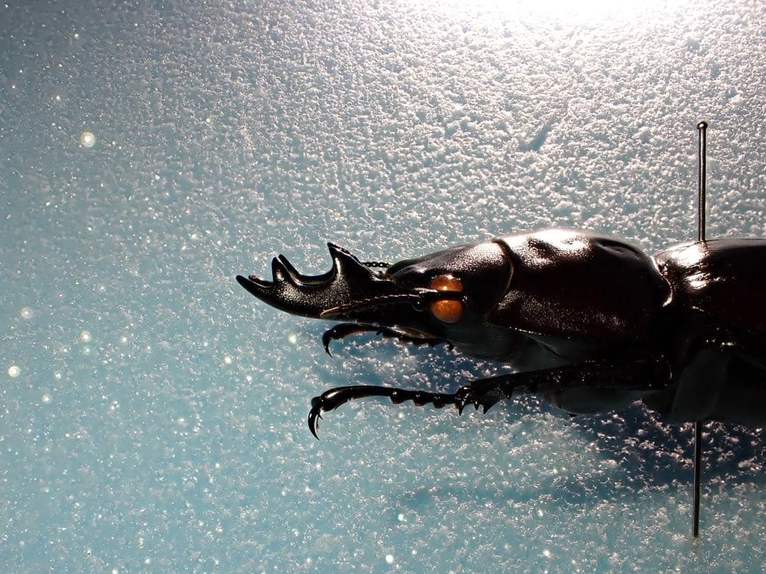 【標本】ヤエヤママルバネクワガタ　石垣島産　57.0ミリ　野外品　規制前採集品