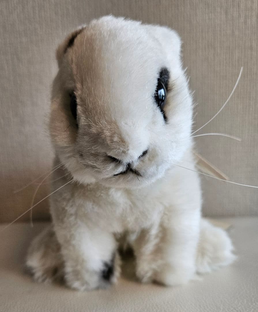 KÖSEN ウサギ　ケーセン　斑