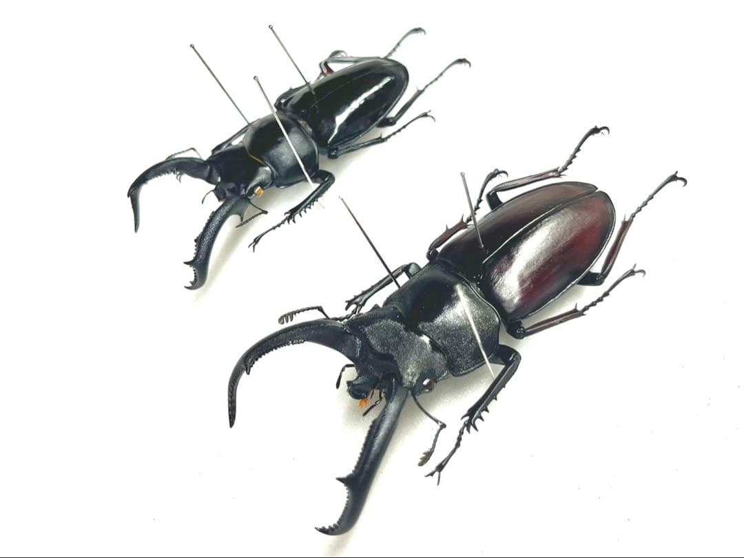 ペロッティシカクワガタ　ザウテルシカクワガタ　標本