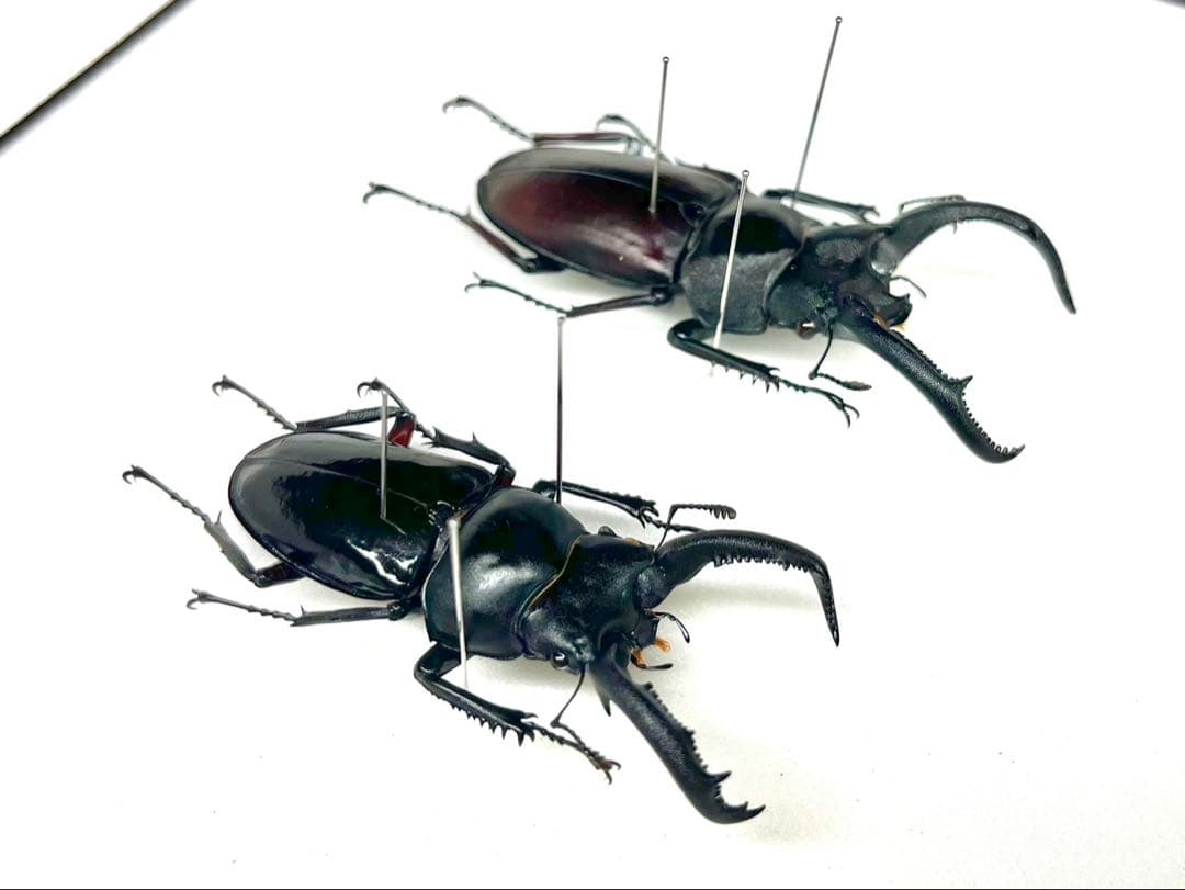 ペロッティシカクワガタ　ザウテルシカクワガタ　標本