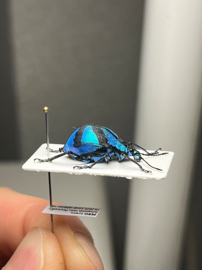 【16mm】メタリックブルーゾウムシ ペルー産 昆虫標本タマムシホウセキゾウムシ